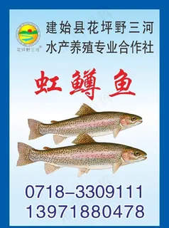 虹鳟鱼图片 虹鳟鱼图片