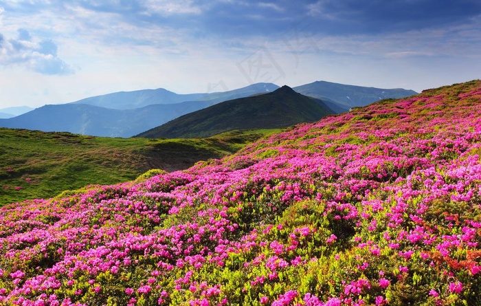 漫山花海图片