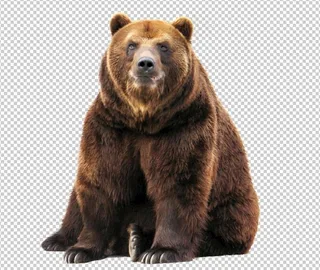 黑熊棕熊狗熊高素材免扣 PNG图片