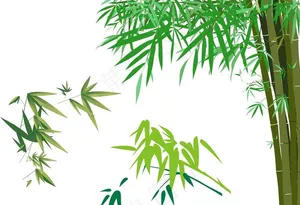 竹子图片