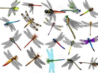 蜻蜓图片
