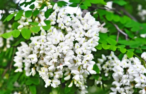 白槐花 槐花香图片 白槐花 槐花香图片