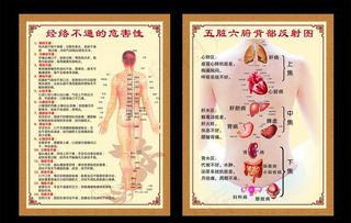 五脏六腑背部反射图图片