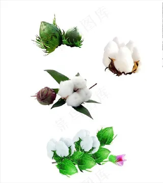 棉花素材图片
