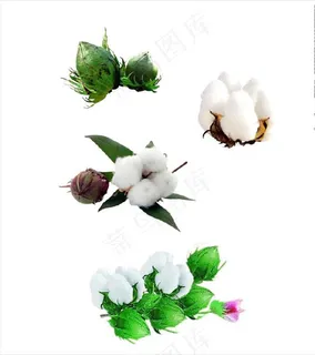 棉花素材图片 棉花素材图片