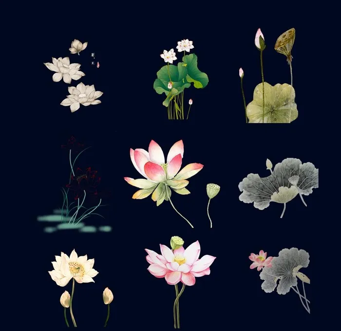 荷花素材图片(5906X5906(DPI:300))psd模版下载