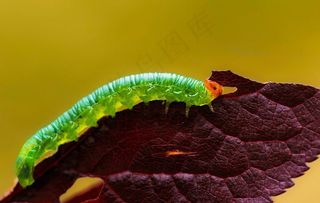 毛毛虫图片