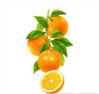 手绘橙子图片