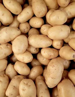 土豆图片 土豆图片