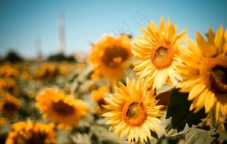 向日葵图片