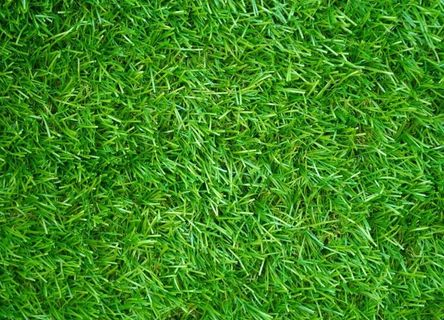 草坪图片
