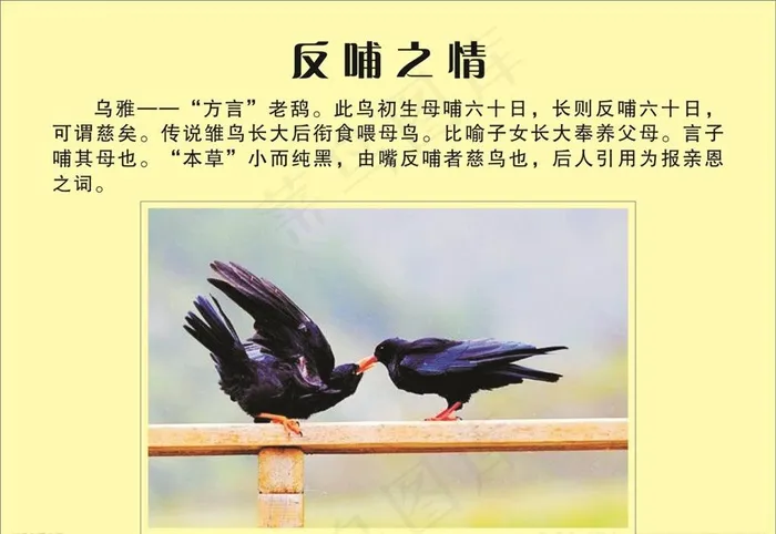 反哺之情图片cdr矢量模版下载