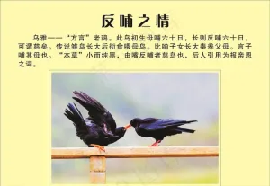 反哺之情图片