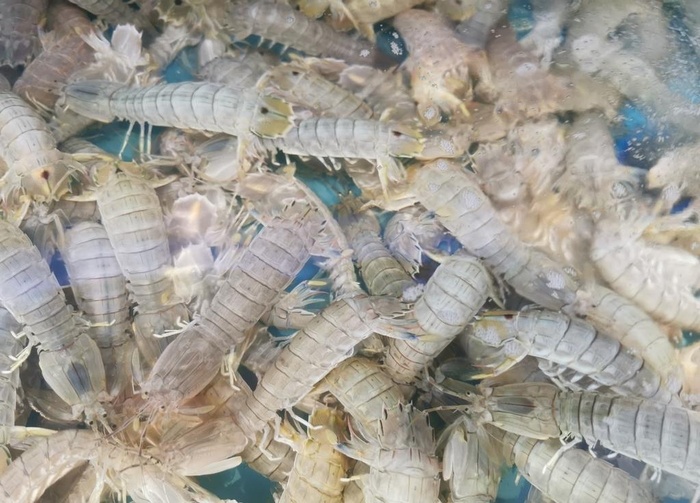 皮皮虾图片