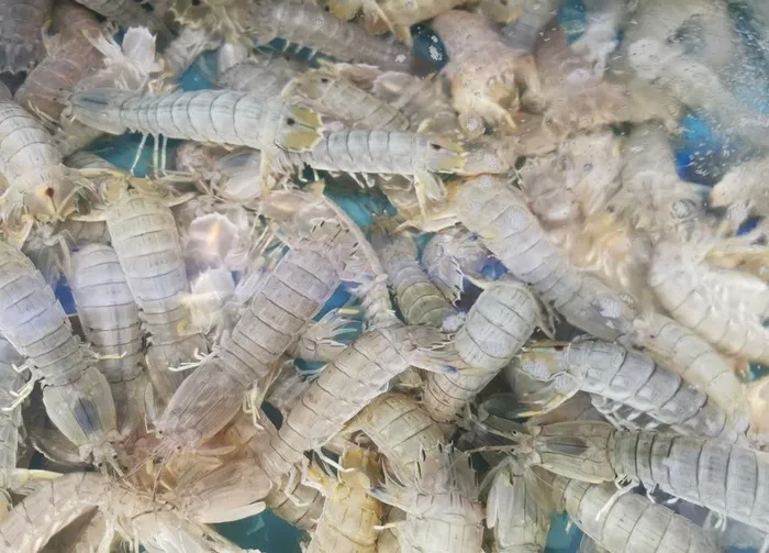 皮皮虾图片