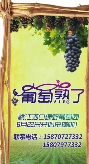 葡萄展架图片