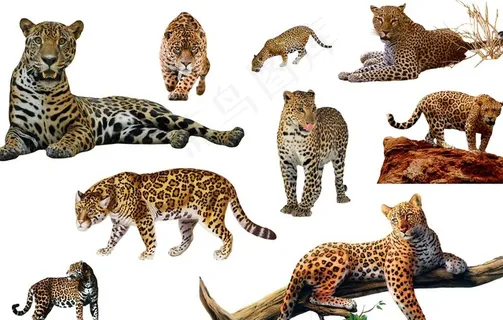 豹子图片 豹子图片
