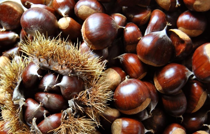 板栗图片