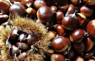 板栗图片