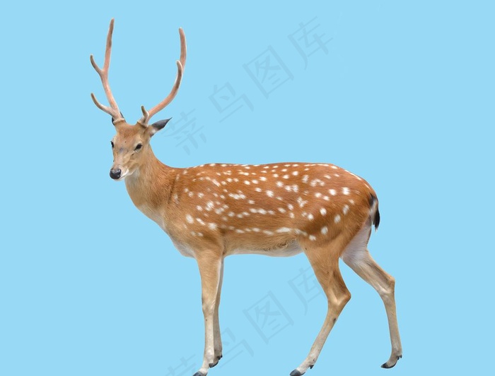 梅花鹿图片psd模版下载