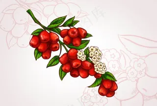 矢量红枣图片