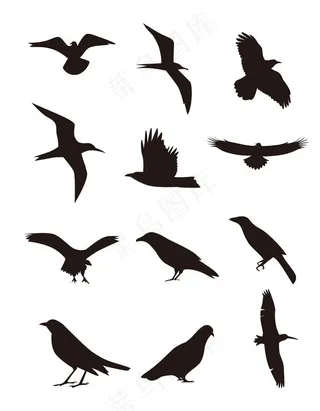 鸟类剪影图片