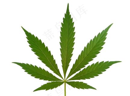 野生大麻图片