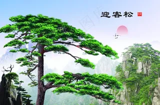 迎客松图片