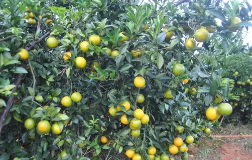 廉江红橙图片 廉江红橙图片