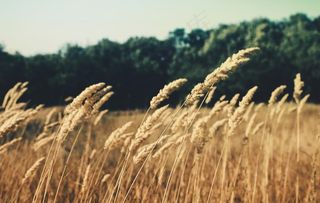 成熟的麦穗图片