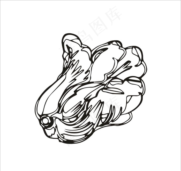 白菜矢量图片cdr矢量模版下载
