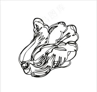 白菜矢量图片