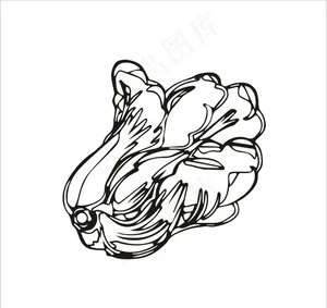 白菜矢量图片
