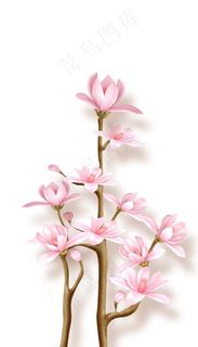 梦幻紫色 百合图片