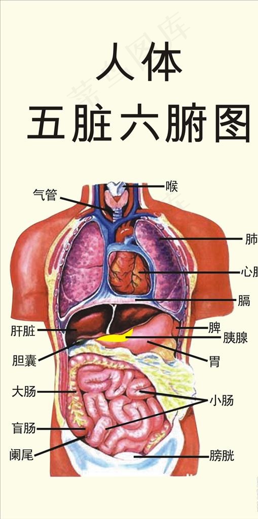 人体五脏六腑图图片cdr矢量模版下载