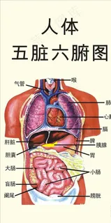 人体五脏六腑图图片