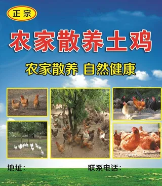 农家散养土鸡图片