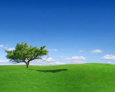 树木风景图片 树木风景图片