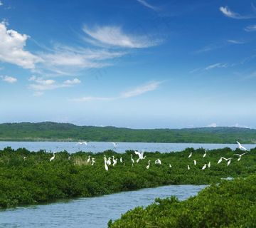 红树林保护区图片