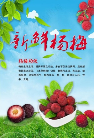 杨梅海报图片