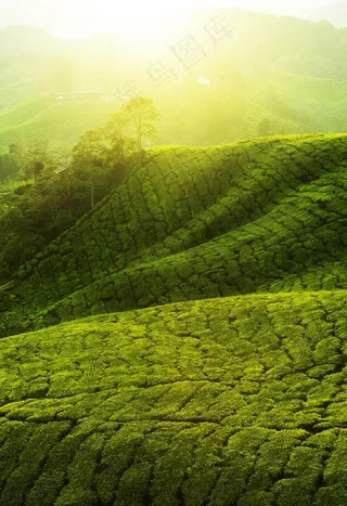茶树林图片