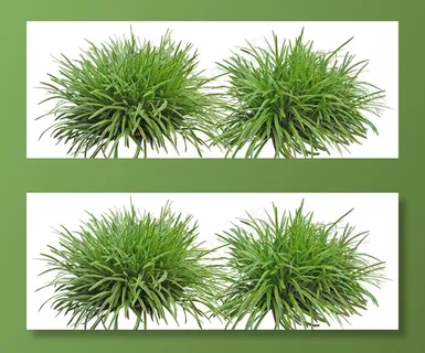 园林植物图片 园林植物图片
