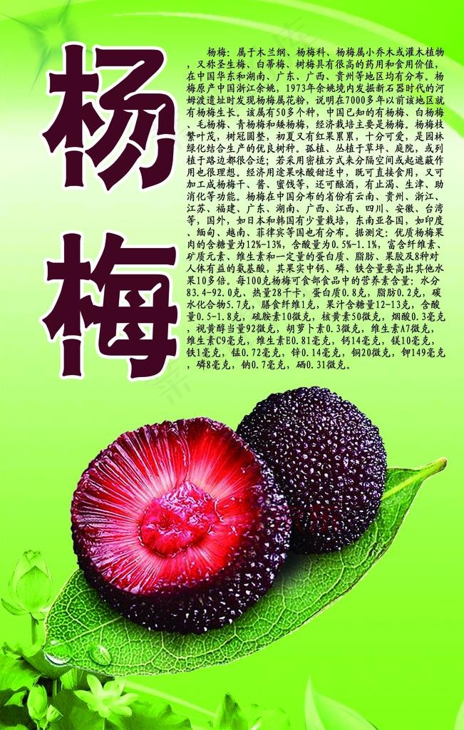 水果文化系列之杨梅图片(2800X4200(DPI:178))psd模版下载