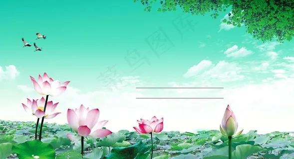 映日荷花别样红图片