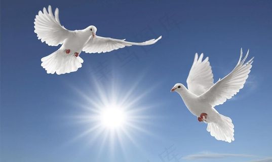 和平鸽图片