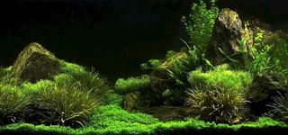 鱼缸造景艺术 高清实景拍菜鸟图库片