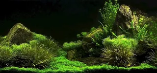 鱼缸造景艺术 高清实景拍菜鸟图库片