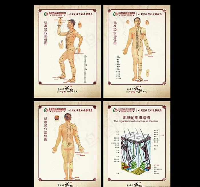 人体穴位图 经络图片cdr矢量模版下载