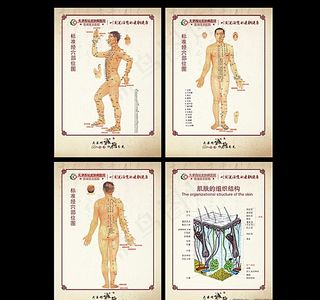 人体穴位图 经络图片