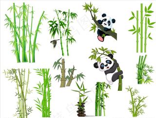 竹子 竹 富贵竹 竹子素材图片